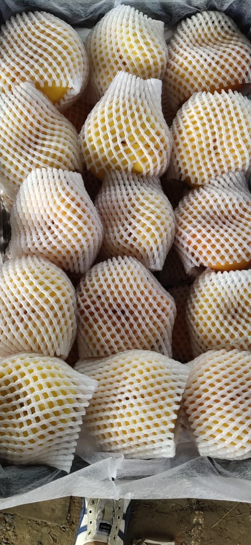 产地直发黄金毛蟠桃一手货源大量上市保质保量