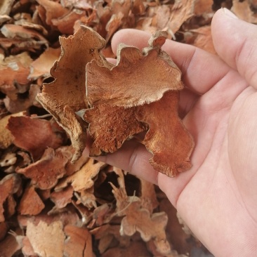 广东本地金刚藤（菝葜）干货大量出售，大量出售…