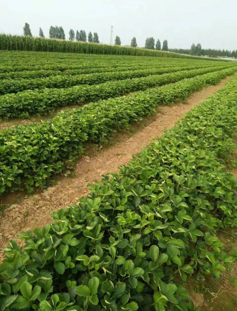 雪里香草莓苗妙香三号草莓苗基地现挖支持实地看苗