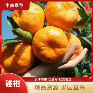 春椪柑(芦柑)产地直销批发，货源充足，看货采果价格美丽，