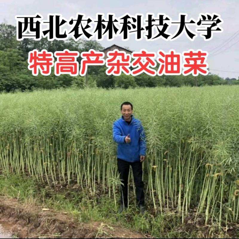 陕油15杂交油菜种子，西北农林科技大学培育，出油好