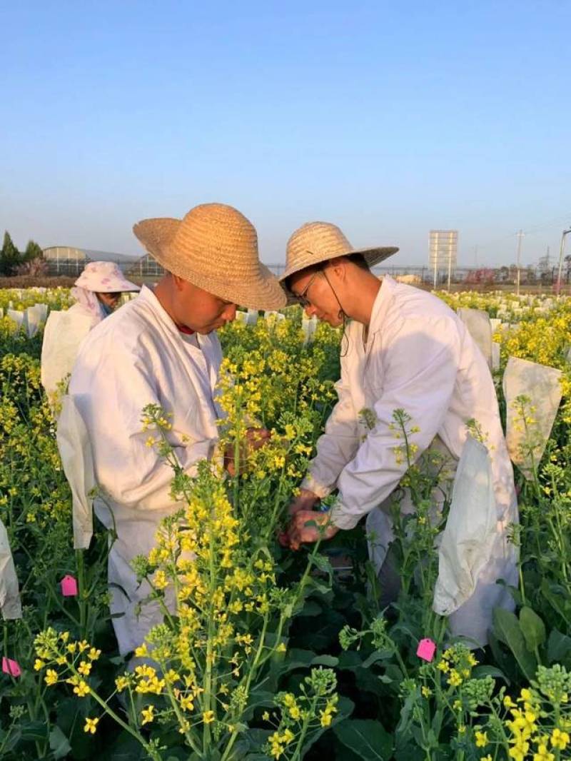 陕油803杂交油菜种子，西北农林科技大学培育，高产出油高