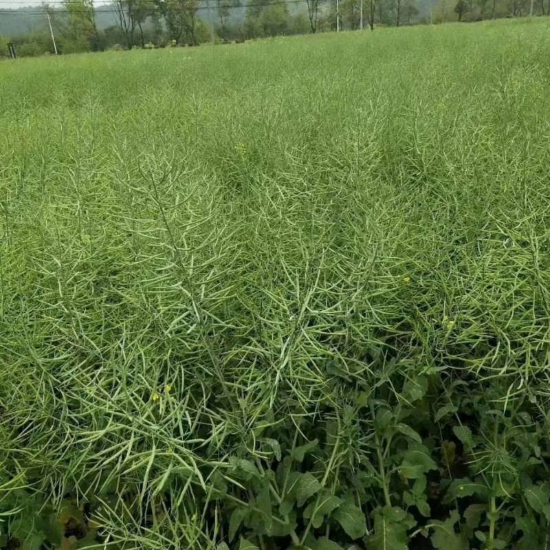 陕油803杂交油菜种子，西北农林科技大学培育，高产出油高