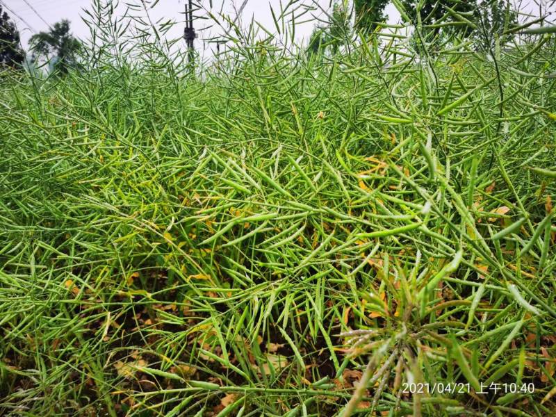 陕油803杂交油菜种子，西北农林科技大学培育，高产出油高
