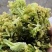 福建花菜干，色泽鲜艳，细沫少，冷库保存鲜新度好