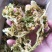 福建花菜干，色泽鲜艳，细沫少，冷库保存鲜新度好