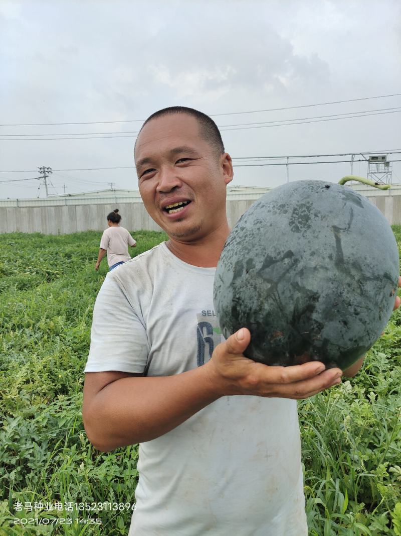 精品黑皮无籽西瓜大量出售进行中