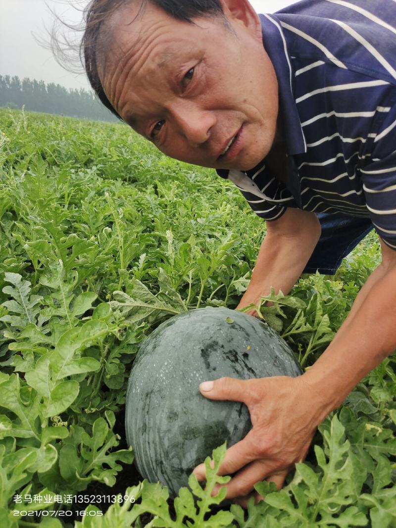 精品黑皮无籽西瓜大量出售进行中