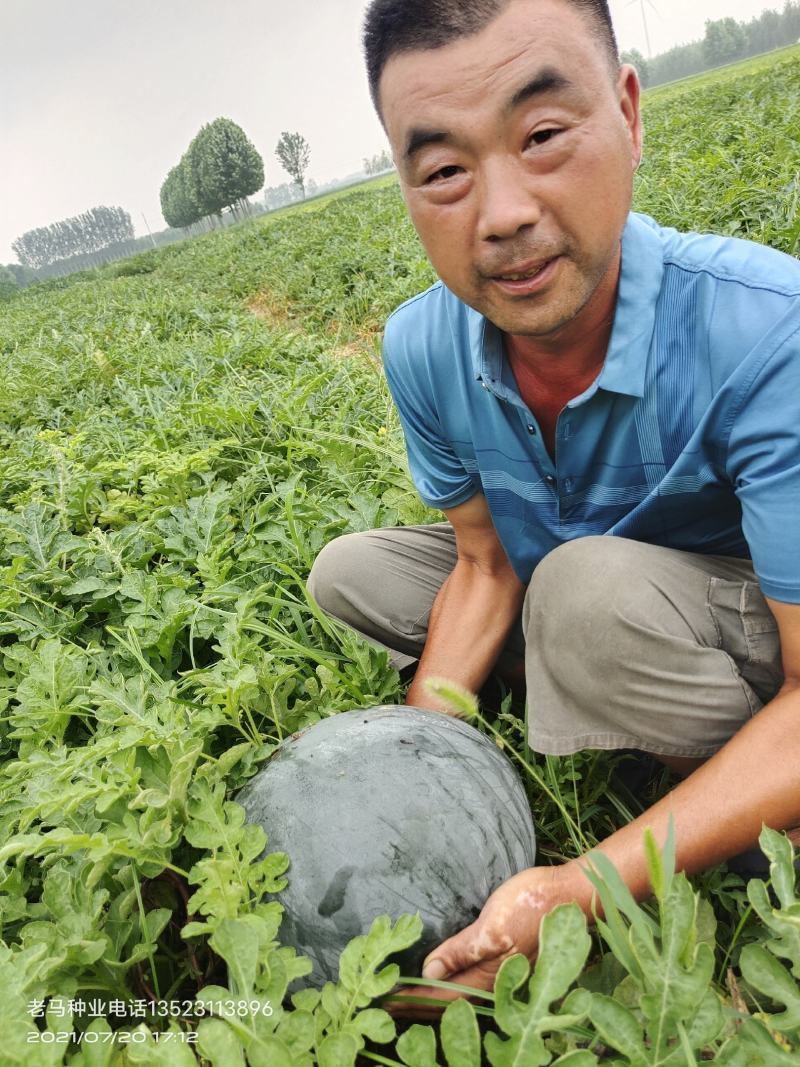 精品黑皮无籽西瓜大量出售进行中