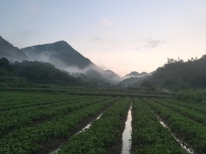 红颜草莓苗原原种（成活率高）红颜草莓