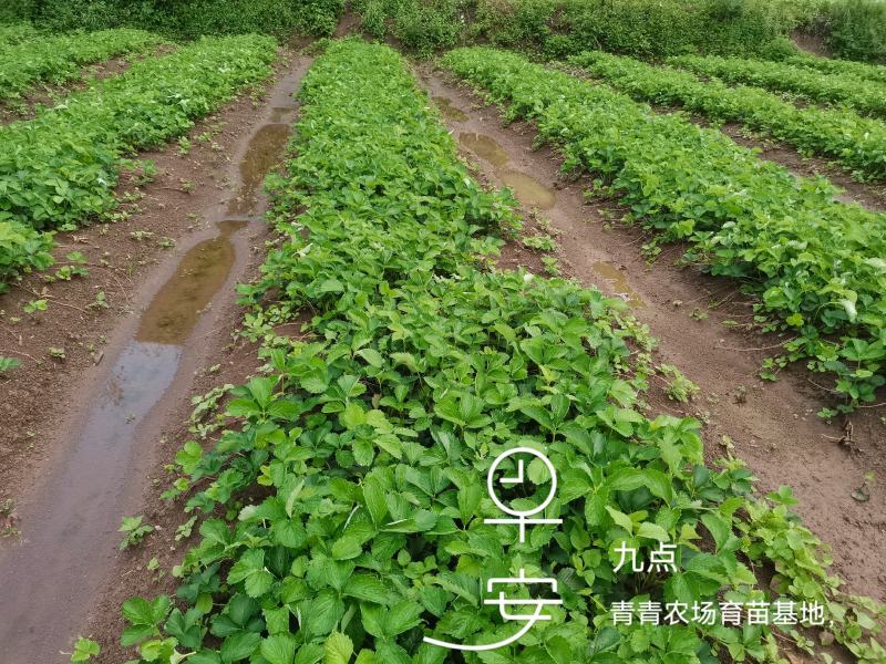 红颜草莓苗原原种（成活率高）红颜草莓