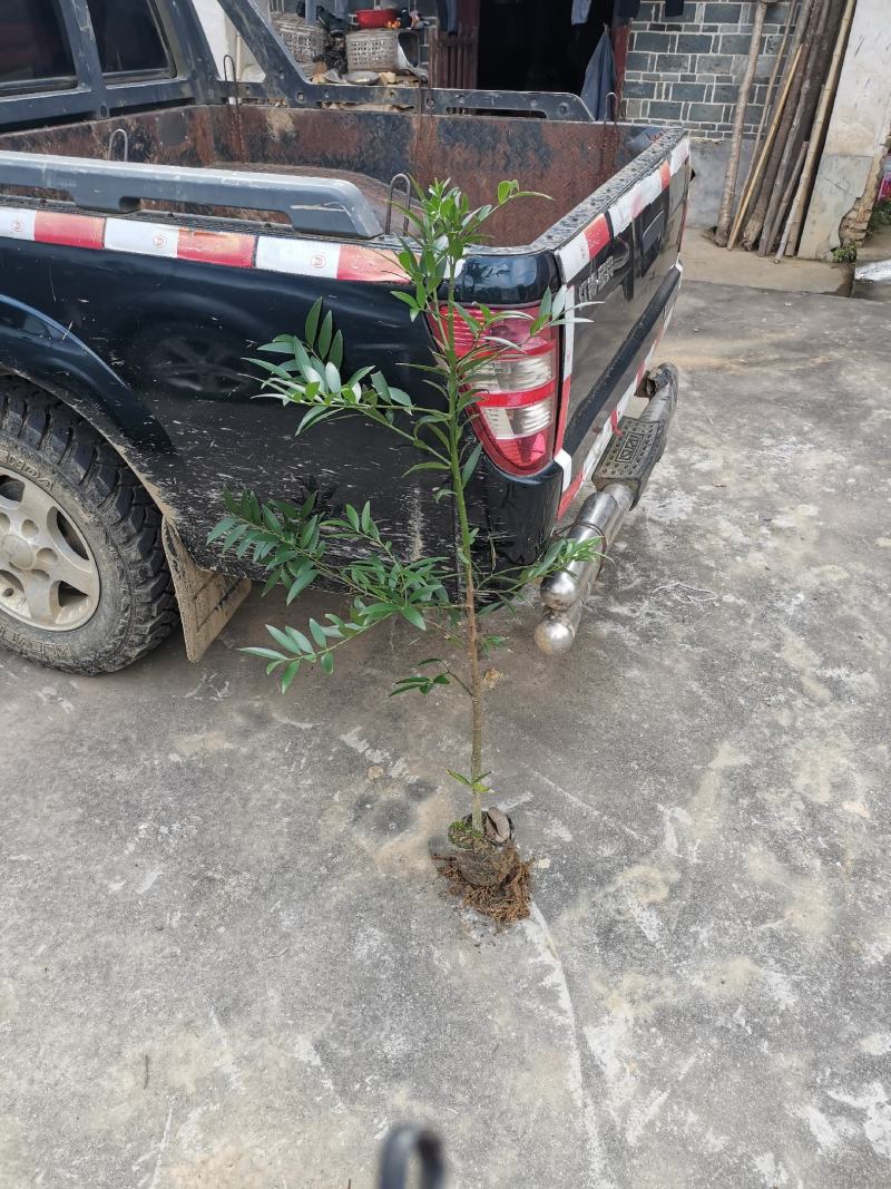 竹柏1--------10，具体价钱按要求定价