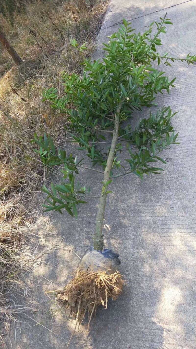 竹柏1--------10，具体价钱按要求定价