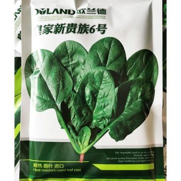 皇家新贵族6号菠菜种子耐热黑圆叶进口菠菜种子直立红根菠菜