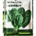 皇家新贵族6号菠菜种子耐热黑圆叶进口菠菜种子直立红根菠菜