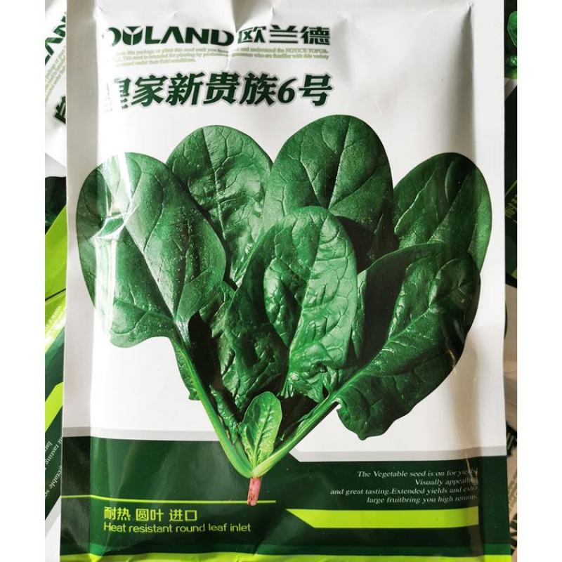 皇家新贵族6号菠菜种子耐热黑圆叶进口菠菜种子直立红根菠菜