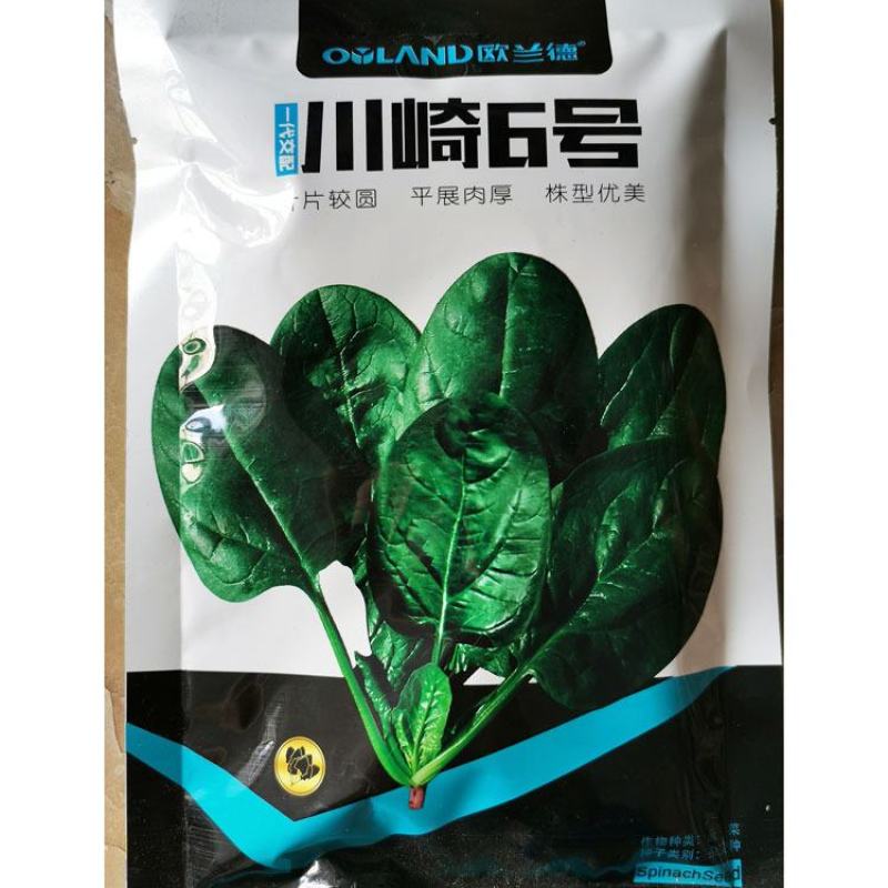 皇家新贵族6号菠菜种子耐热黑圆叶进口菠菜种子直立红根菠菜