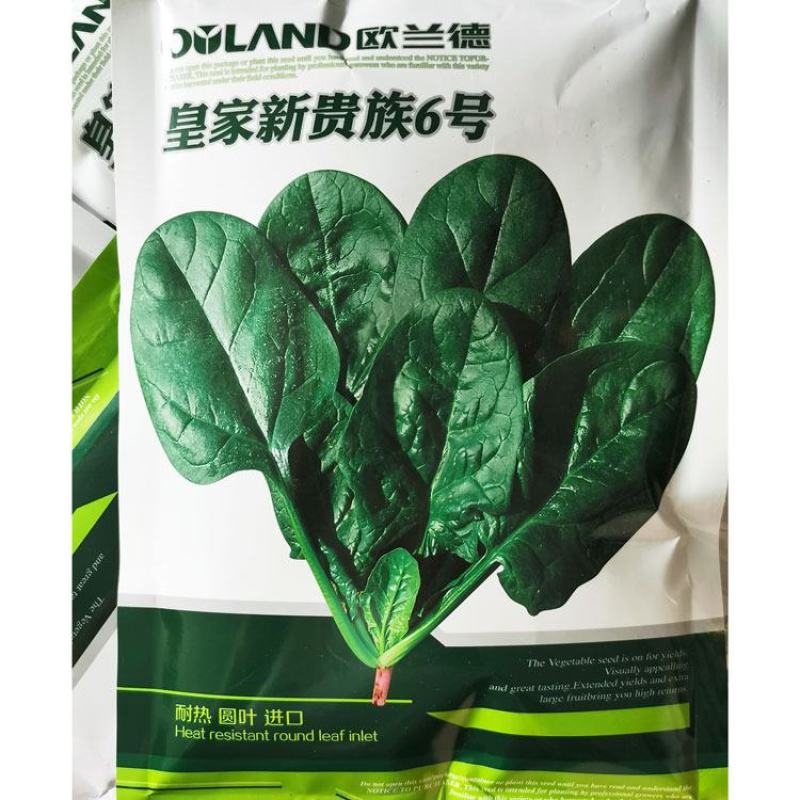 皇家新贵族6号菠菜种子耐热黑圆叶进口菠菜种子直立红根菠菜