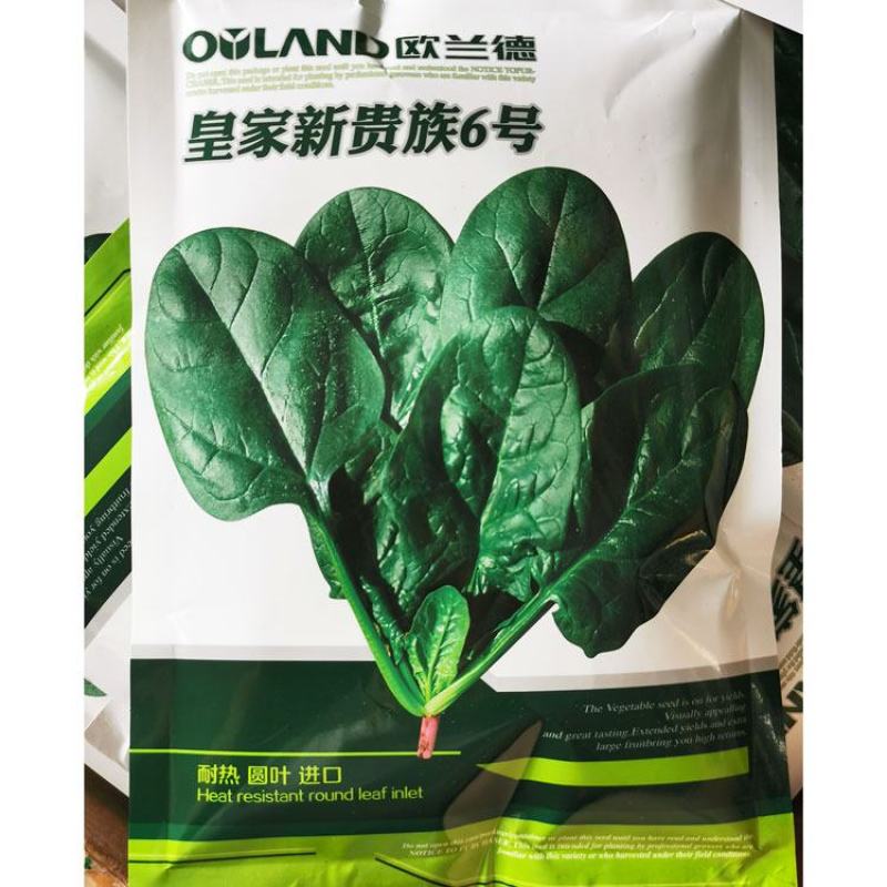 皇家新贵族6号菠菜种子耐热黑圆叶进口菠菜种子直立红根菠菜