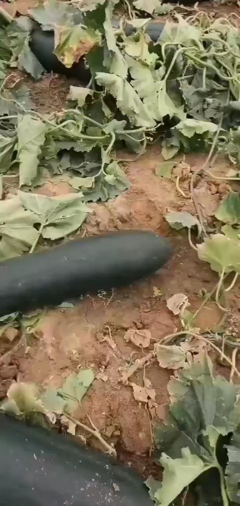 精品黑皮冬瓜河北质量好产地直发价优