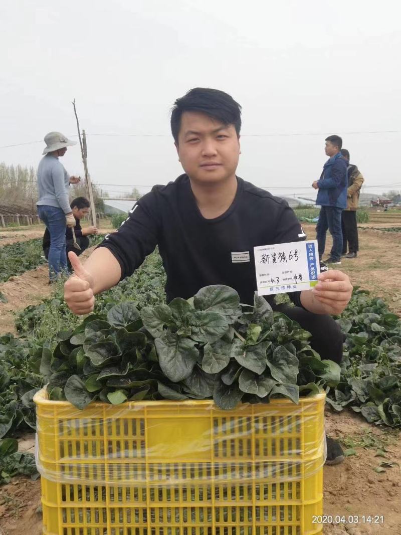 皇家新贵族6号菠菜种子耐热黑圆叶进口菠菜种子直立红根菠菜