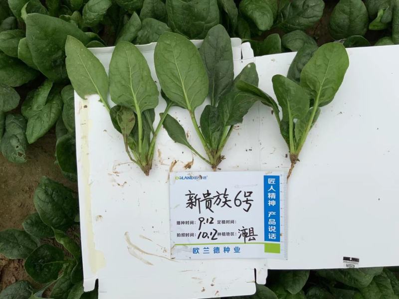 皇家新贵族6号菠菜种子耐热黑圆叶进口菠菜种子直立红根菠菜