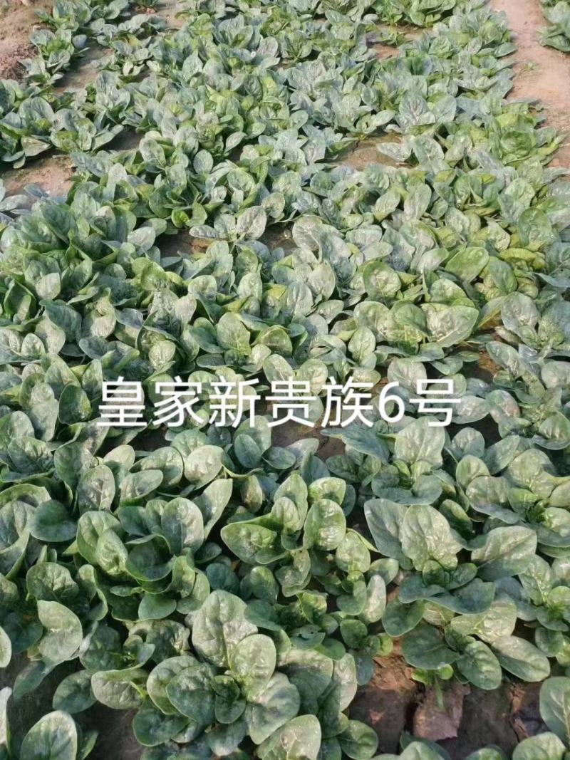 皇家新贵族6号菠菜种子耐热黑圆叶进口菠菜种子直立红根菠菜
