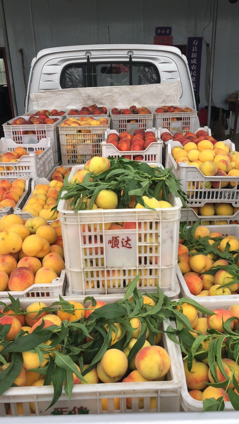 自家果园锦园、锦绣黄桃。量大，来个大老板🙈