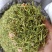河南封丘金银花茶饮品金银花清热去火原产地厂家直销