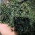 蒲公英茶新货散装蒲公英叶茶婆婆丁茶蒲公英根茶大货批发