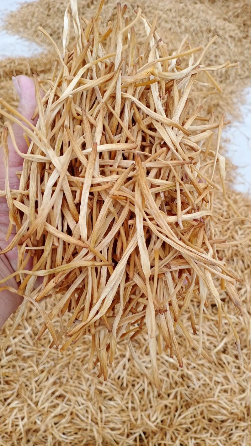 【推荐】忘忧草黄花菜也叫母亲花大量有货欢迎前来实地考察