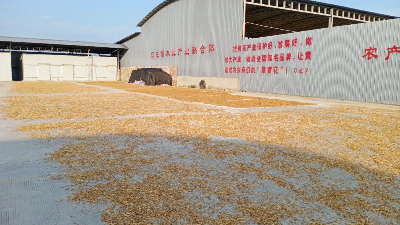 【推荐】忘忧草黄花菜也叫母亲花大量有货欢迎前来实地考察