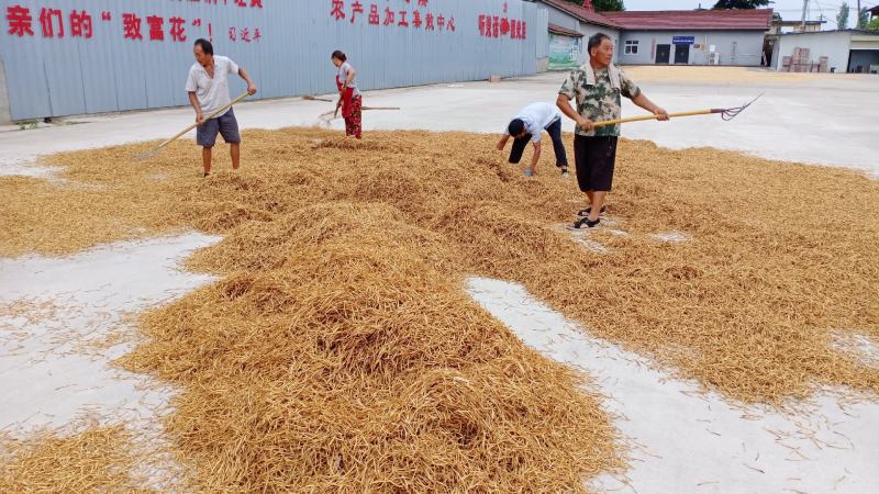 【推荐】忘忧草黄花菜也叫母亲花大量有货欢迎前来实地考察