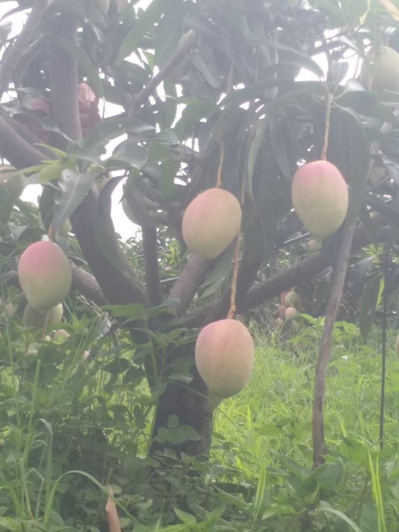 吉禄一级攀枝花芒果苹果芒甜芒果香甜上市光果吉禄白袋吉禄黄