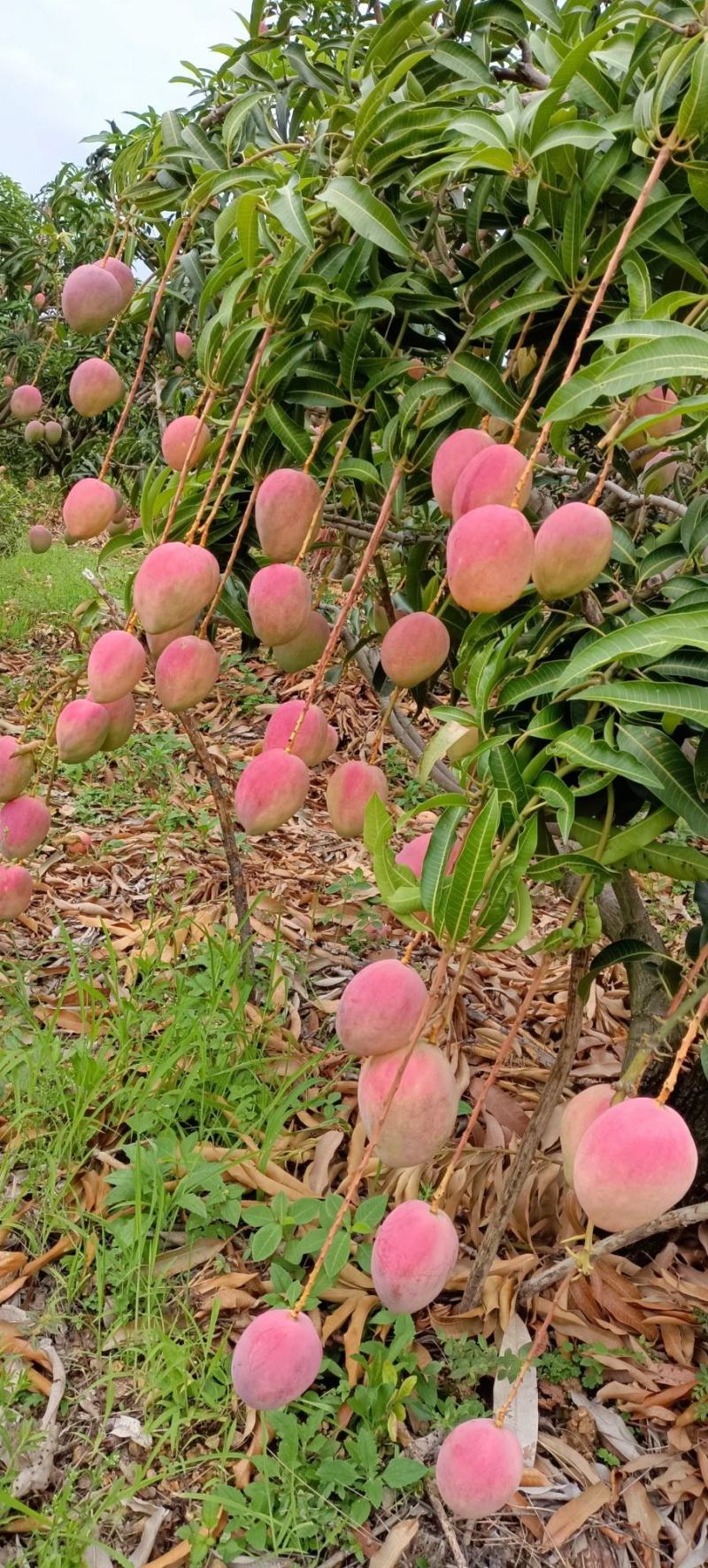 吉禄一级攀枝花芒果苹果芒甜芒果香甜上市光果吉禄白袋吉禄黄