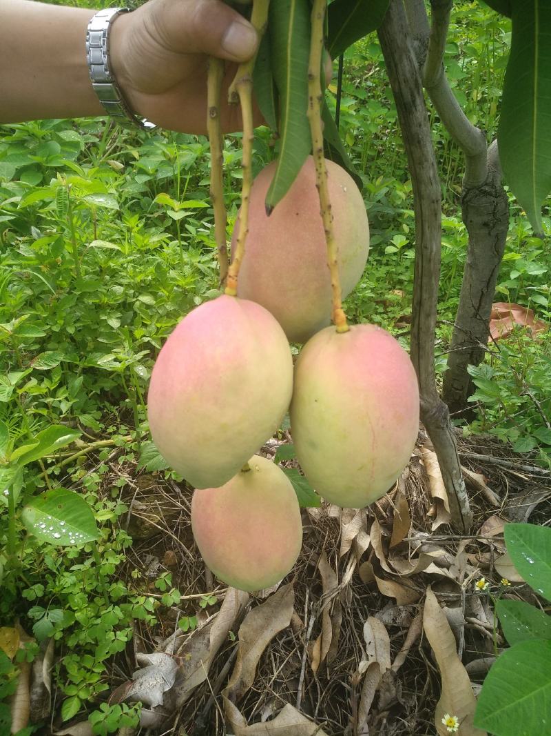 吉禄一级攀枝花芒果苹果芒甜芒果香甜上市光果吉禄白袋吉禄黄