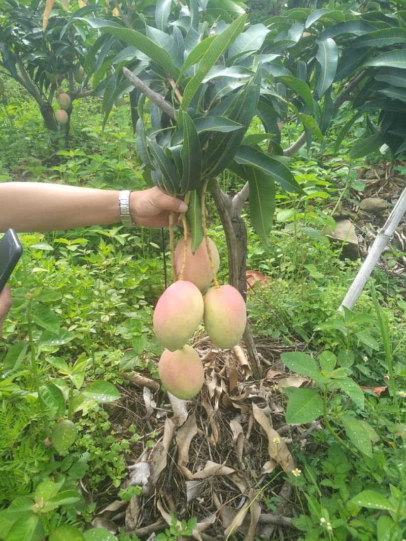 吉禄一级攀枝花芒果苹果芒甜芒果香甜上市光果吉禄白袋吉禄黄