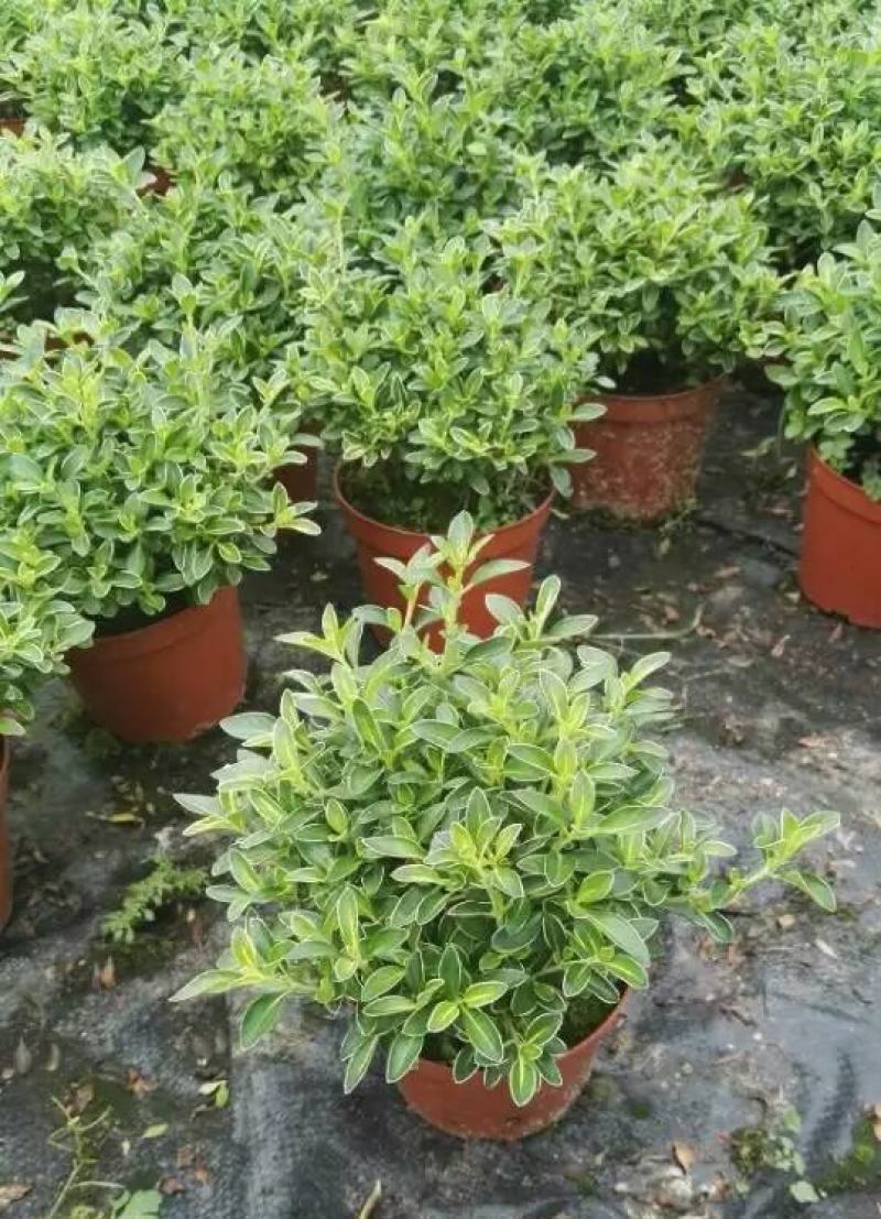 微型金边红花六月雪小盆栽绿植盆景办公室室内装饰盆栽
