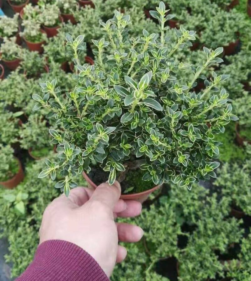 微型金边红花六月雪小盆栽绿植盆景办公室室内装饰盆栽