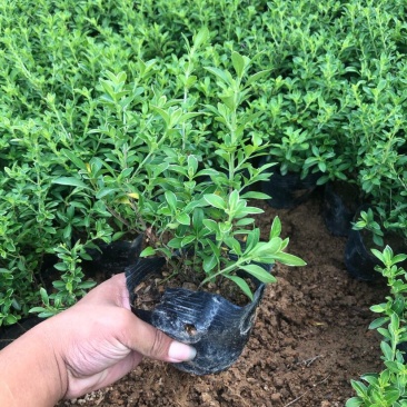 微型金边红花六月雪小盆栽绿植盆景办公室室内装饰盆栽