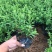 微型金边红花六月雪小盆栽绿植盆景办公室室内装饰盆栽