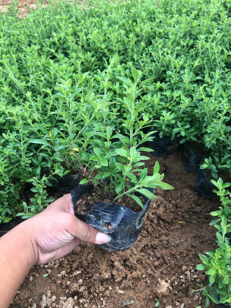 微型金边红花六月雪小盆栽绿植盆景办公室室内装饰盆栽
