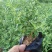 微型金边红花六月雪小盆栽绿植盆景办公室室内装饰盆栽