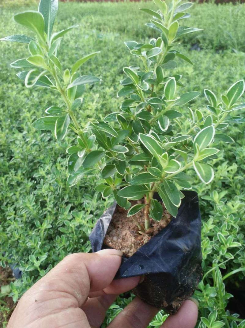 微型金边红花六月雪小盆栽绿植盆景办公室室内装饰盆栽