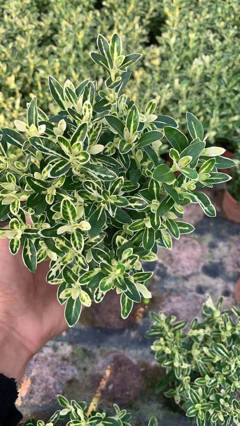 微型金边红花六月雪小盆栽绿植盆景办公室室内装饰盆栽