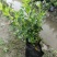 微型金边红花六月雪小盆栽绿植盆景办公室室内装饰盆栽