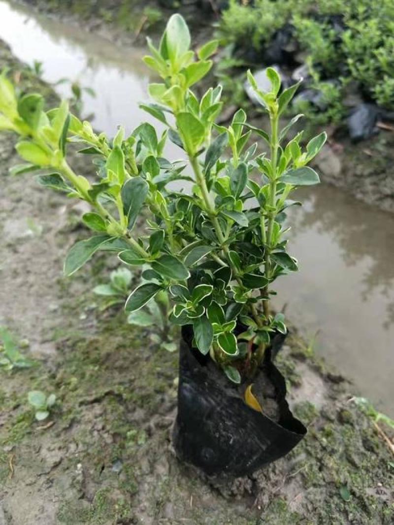 微型金边红花六月雪小盆栽绿植盆景办公室室内装饰盆栽