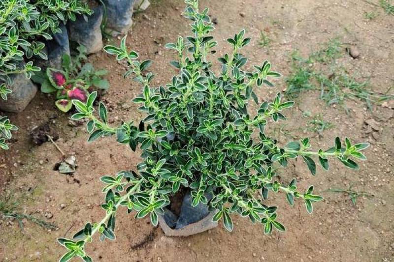 微型金边红花六月雪小盆栽绿植盆景办公室室内装饰盆栽
