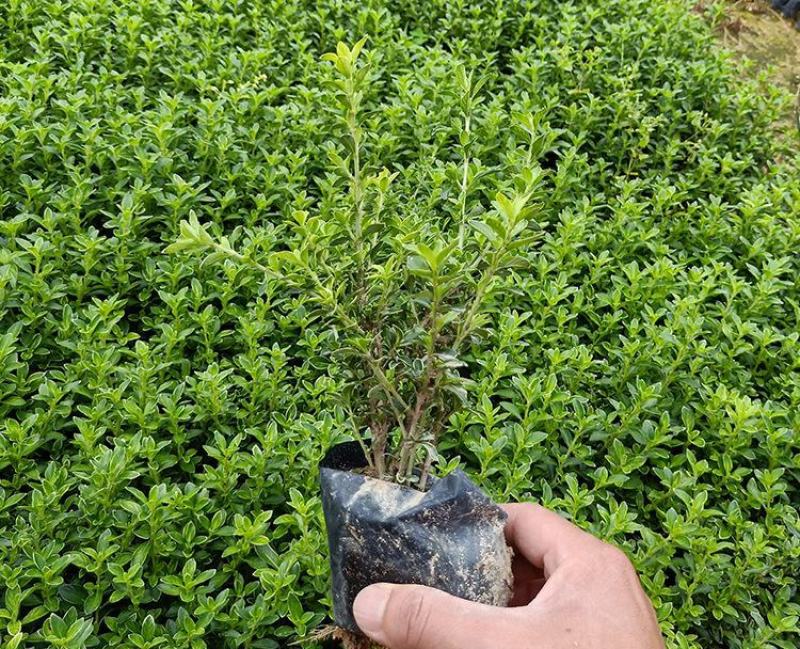 微型金边红花六月雪小盆栽绿植盆景办公室室内装饰盆栽