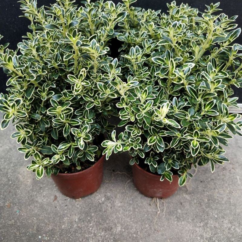 微型金边红花六月雪小盆栽绿植盆景办公室室内装饰盆栽